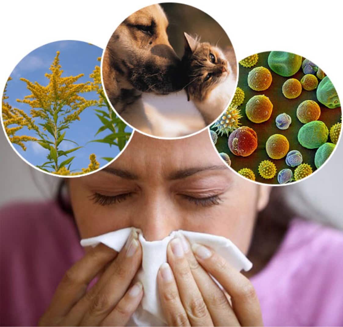 Основные виды аллергенов