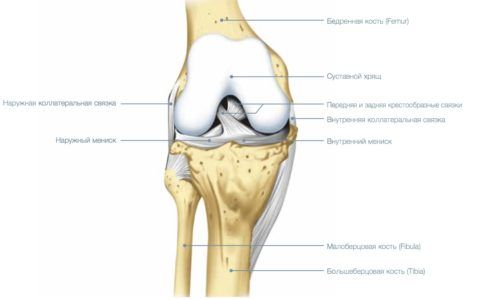 Анатомическое расположение фиксирующего аппарата колена