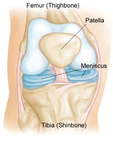 Анатомия колена