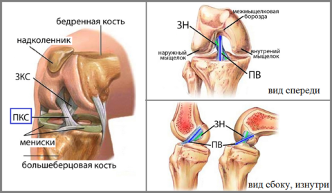Анатомия передней крестообразной связки колена
