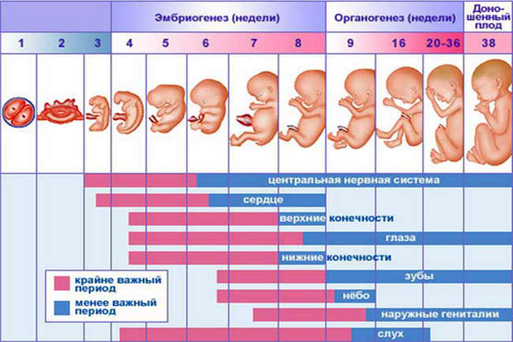 Первые триместра это сколько. Эмбрион по неделям беременности 1 триместр. Развитие плода по неделям в картинках. Стадии развития ребенка в утробе. Стадии развития плода по неделям.
