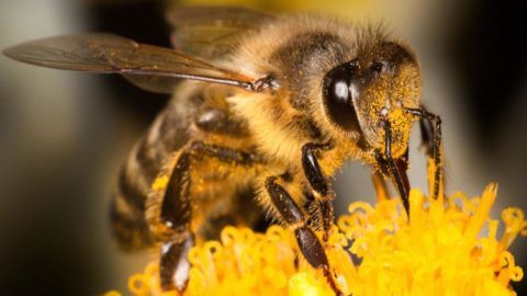 Доктор пчела поможет справиться с болью в спине