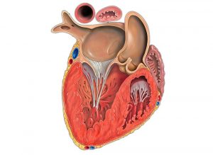 Органы мишени при артериальной гипертензии
