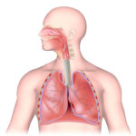 Инфекциями верхних дыхательных путей
