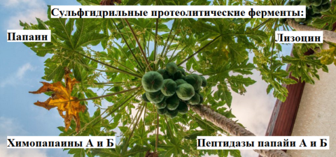 Лекарственные вещества в млечном соке зелёных плодов папайи (дынного дерева)