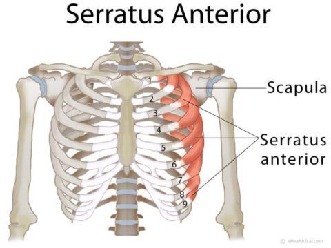 M. serratus anterior