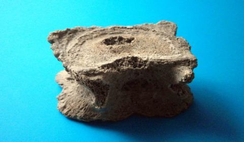 На фото, центральная каверна на теле Apex ossis sacri (фрагмента первого крестцового позвонка)