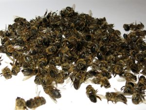 Пчелы при давлении