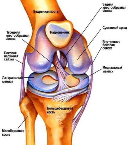 Расположение связок колена