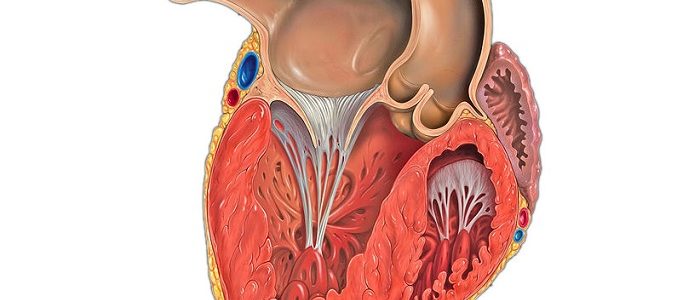 Увеличен левый желудочек сердца