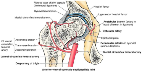 Схема артериальной сети тазобедренного сустава.