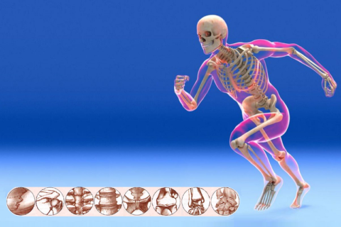 Синдесмология — раздел анатомии о подвижных и неподвижных соединениях частей скелета