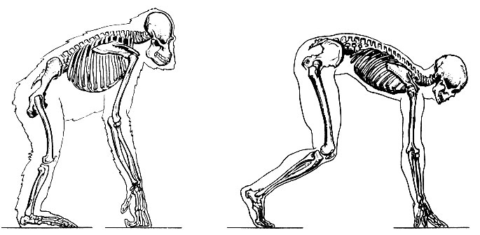 Скелет гориллы и человека