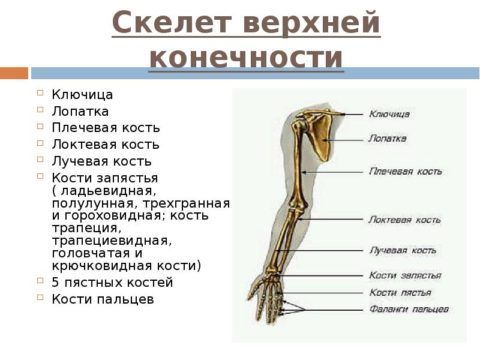 Костный скелет