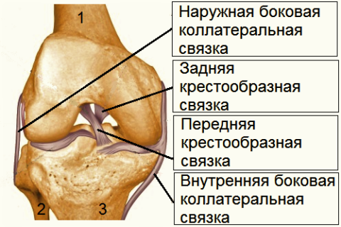 Связки колена – это эластичные соединения бедренной (1), малой (2) и большой (3) берцовых костей