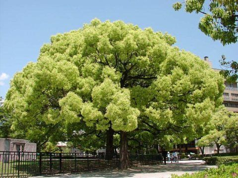 В Китае камфора считается деревом жизни. На картинке растение, из ствола которого добывают камфору