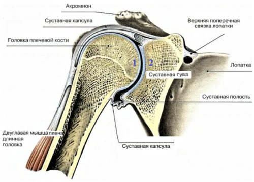 Соединение головки плеча и лопатки врачи называют гленохумеральным суставом