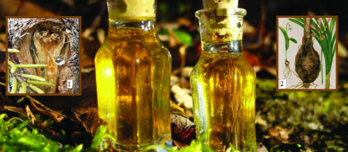 Масло суставное — состав: живица кедра сибирского (1), Унгерния Викторис (2), кедровое масло