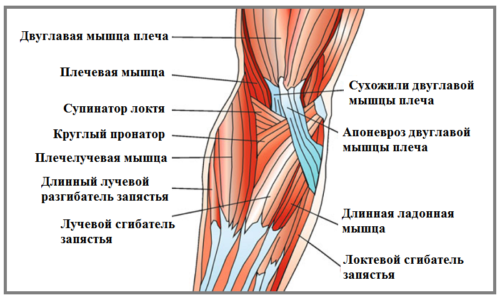 Схема строения локтевого сустава: мышцы правой руки (вид спереди)